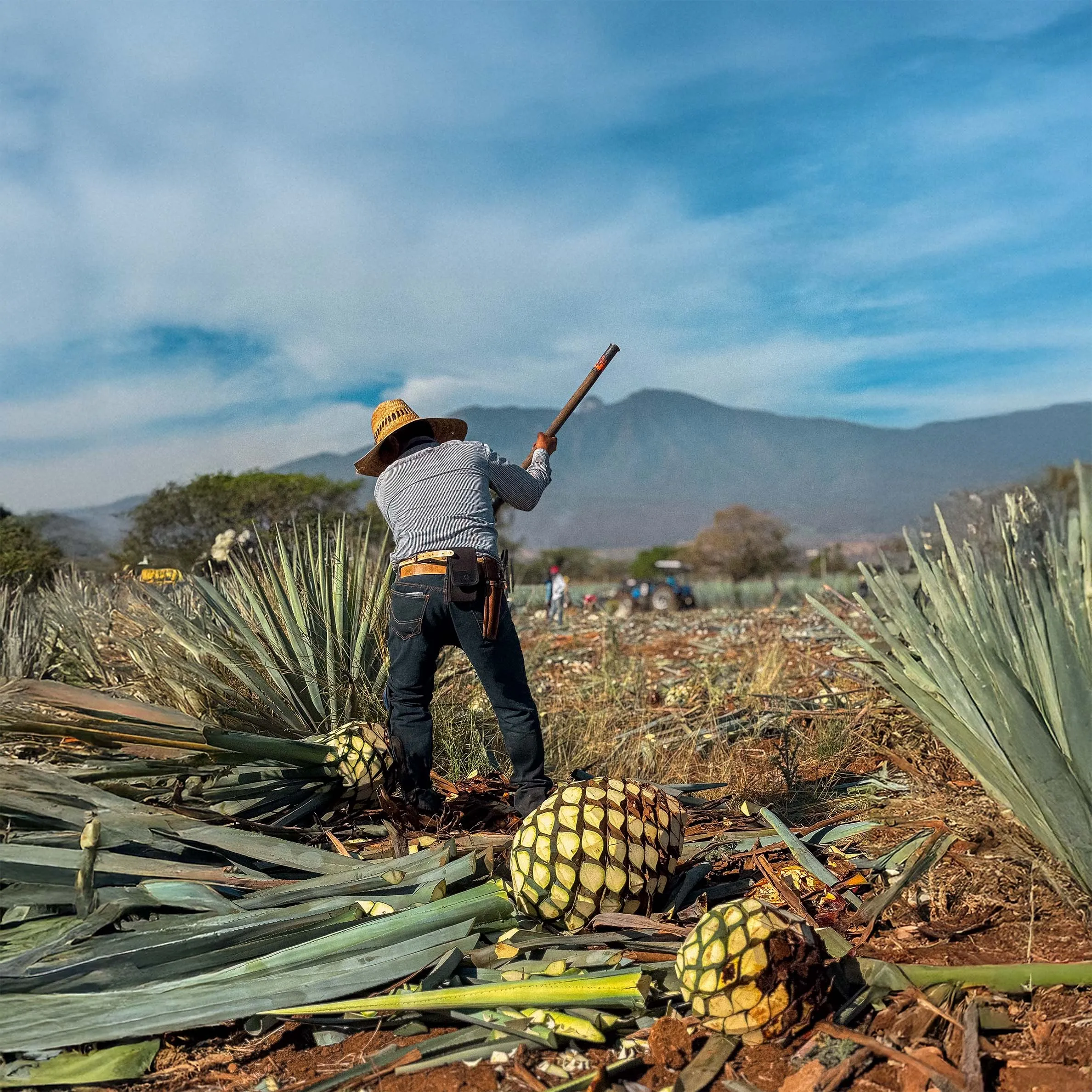 Un hombre trabajando en el campo de agave en los Valles de Jalisco con piñas alrededor