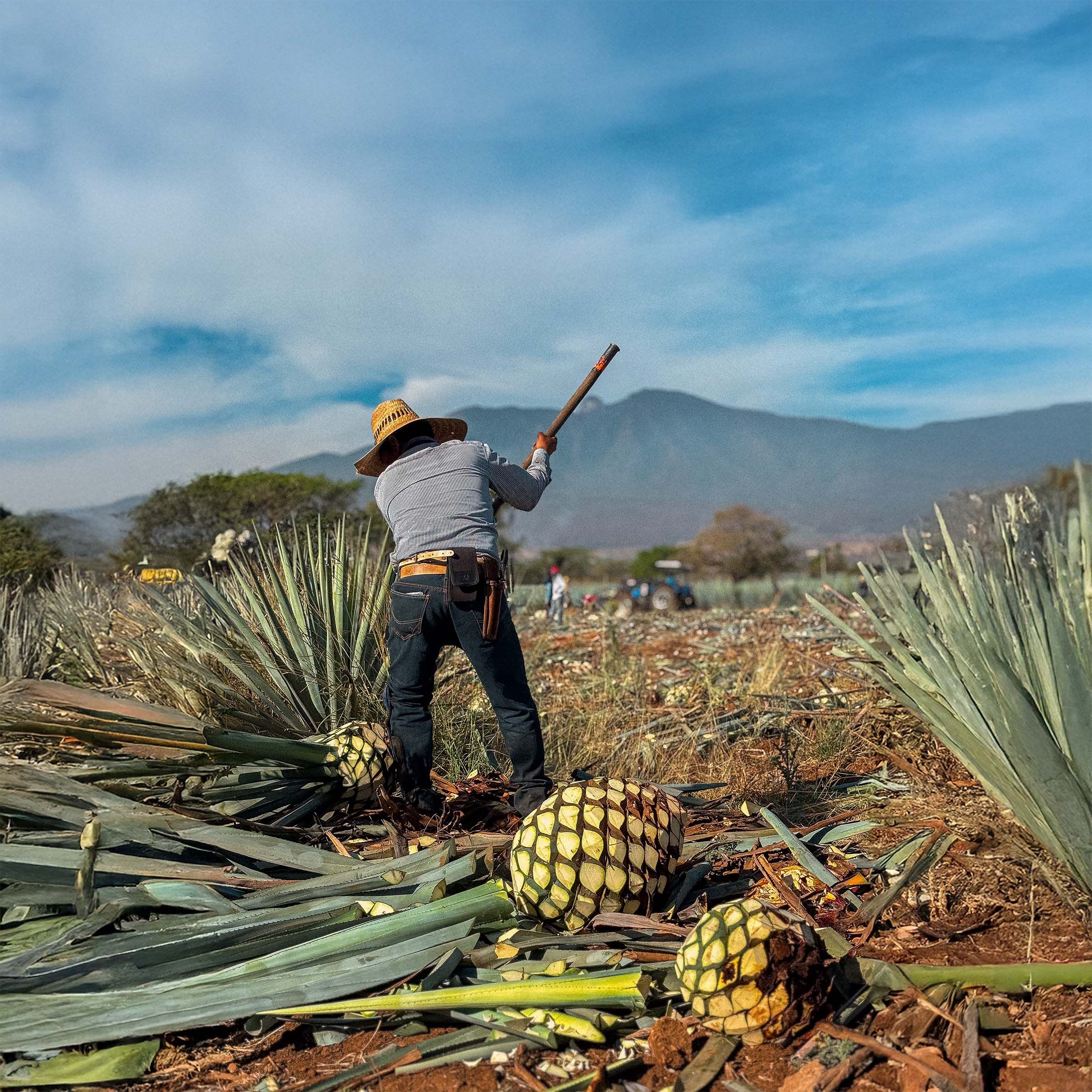Un hombre trabajando en el campo de agave en los Valles de Jalisco con piñas alrededor