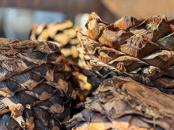 Restos de un agave cocido en el horno