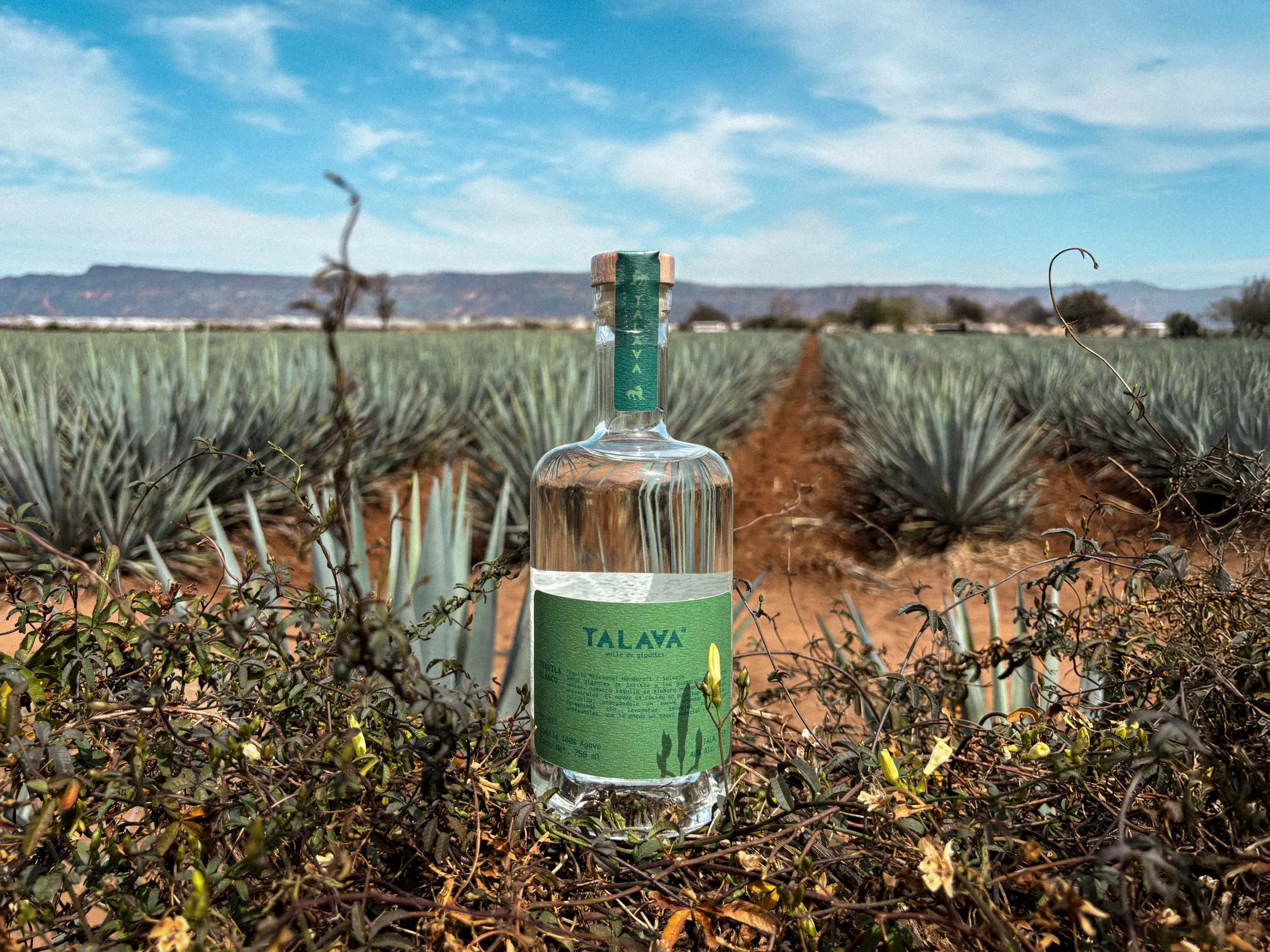 Una botella de tequila Talava posada en un entorno natural, con agaves y montañas al fondo